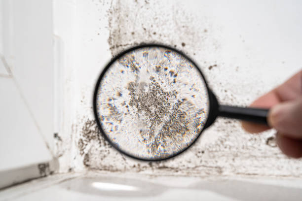 Why You Should Choose Our Mold Remediation Services in Spring Valley, CA